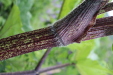 Thumbnail IMG_4509.JPG 
