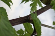 Thumbnail IMG_4510.JPG 