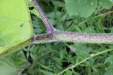 Thumbnail IMG_4511.JPG 