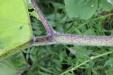 Thumbnail IMG_4512.JPG 