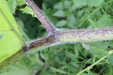 Thumbnail IMG_4513.JPG 