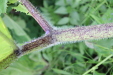 Thumbnail IMG_4514.JPG 