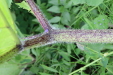 Thumbnail IMG_4515.JPG 