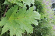 Thumbnail IMG_4517.JPG 