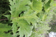 Thumbnail IMG_4518.JPG 