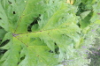 Thumbnail IMG_4519.JPG 