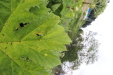 Thumbnail IMG_4520.JPG 