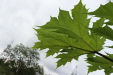 Thumbnail IMG_4521.JPG 