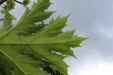 Thumbnail IMG_4522.JPG 