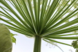 Thumbnail IMG_4524.JPG 