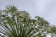Thumbnail IMG_4525.JPG 