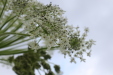 Thumbnail IMG_4528.JPG 