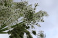 Thumbnail IMG_4529.JPG 