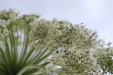 Thumbnail IMG_4530.JPG 