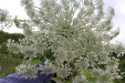 Thumbnail IMG_4532.JPG 