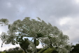 Thumbnail IMG_4534.JPG 