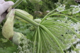 Thumbnail IMG_4535.JPG 