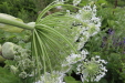 Thumbnail IMG_4536.JPG 