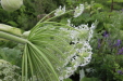 Thumbnail IMG_4537.JPG 