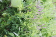 Thumbnail IMG_4540.JPG 
