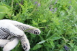 Thumbnail IMG_4541.JPG 