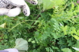 Thumbnail IMG_4542.JPG 