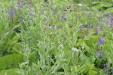 Thumbnail IMG_4544.JPG 