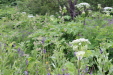 Thumbnail IMG_4545.JPG 