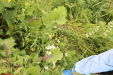 Thumbnail IMG_4547.JPG 