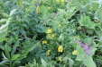 Thumbnail IMG_4553.JPG 