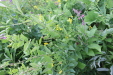 Thumbnail IMG_4554.JPG 