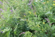 Thumbnail IMG_4555.JPG 