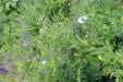 Thumbnail IMG_4556.JPG 