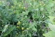 Thumbnail IMG_4557.JPG 