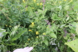 Thumbnail IMG_4558.JPG 