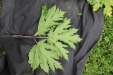 Thumbnail IMG_4560.JPG 