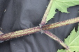 Thumbnail IMG_4564.JPG 