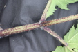 Thumbnail IMG_4565.JPG 