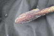 Thumbnail IMG_4567.JPG 