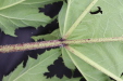 Thumbnail IMG_4571.JPG 