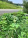 Thumbnail IMG20220710175957.jpg 