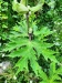 Thumbnail IMG20220710180002.jpg 