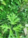 Thumbnail IMG20220710180005.jpg 