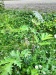 Thumbnail IMG20220710180053.jpg 