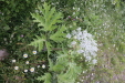 Thumbnail IMG_4675.JPG 