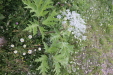 Thumbnail IMG_4676.JPG 