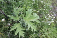 Thumbnail IMG_4678.JPG 