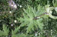Thumbnail IMG_4679.JPG 
