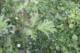 Thumbnail IMG_4680.JPG 