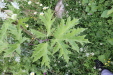 Thumbnail IMG_4682.JPG 